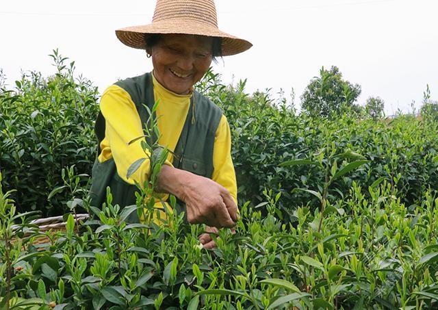 3月16日,赤壁市沧湖生态农业开发区茶叶种植基地里,修剪整齐的茶树吐